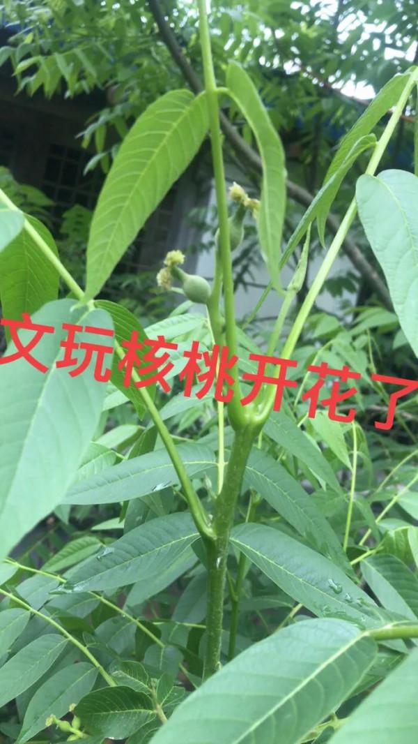 核農聊核桃 核農聊核桃