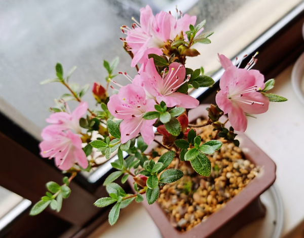 冬季養著開花植物，保證做好3點，提高開花質量，開花大又多