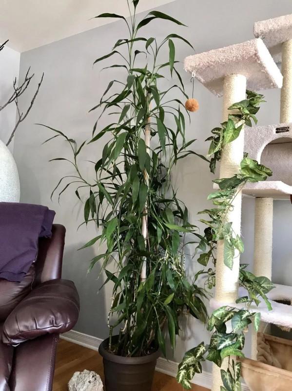 五大“吉祥花”,適合養客廳,喜歡養一盆,越養越“貴氣” 五大“吉祥花”,適合養客廳,喜歡養一盆,越養越“貴氣”