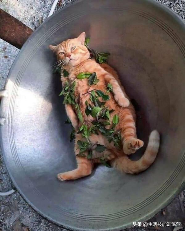 超治癒，50張可愛的寵物抓拍照片