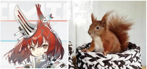 明日方舟：“灰毫”和“焰尾”原型和元素考據，紅松鼠與灰松鼠