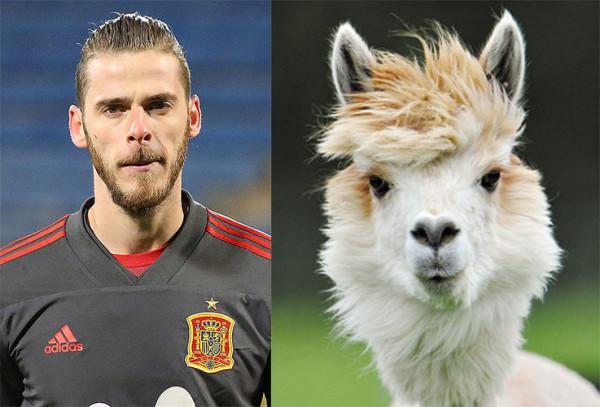 動物界的開心明星臉