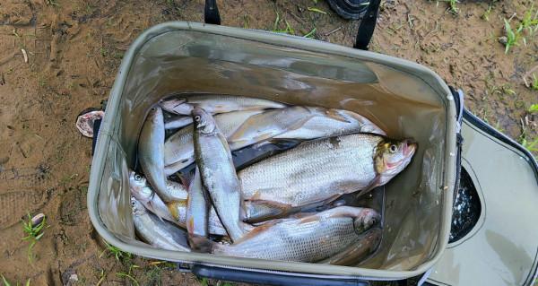 河裡翹嘴魚太多,小夥在網上凡爾賽稱很煩,結果第二天岸邊都是人 河裡翹嘴魚太多,小夥在網上凡爾賽稱很煩,結果第二天岸邊都是人