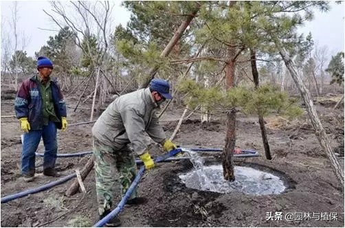 園林植物冬防措施注意事項 園林植物冬防措施注意事項