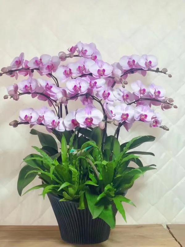 漂亮的蝴蝶蘭大全，顏色各異、姿態萬千