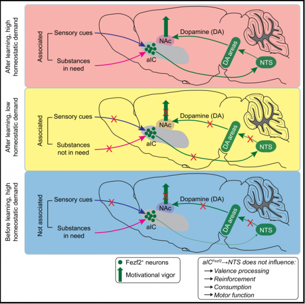 基礎科研 | 無心工作,只想放假!《Cell》:都是神經元的“鍋” 基礎科研 | 無心工作,只想放假!《Cell》:都是神經元的“鍋”
