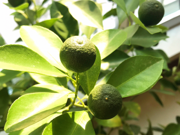 年宵花買回家，黃葉掉苞問題多，趕緊試試“急救”方法