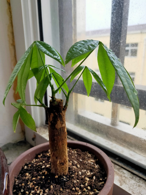 養4種花別&OpenCurlyDoubleQuote;手賤&rdquo;，粗放養護才能養得好，越勤快越養不活