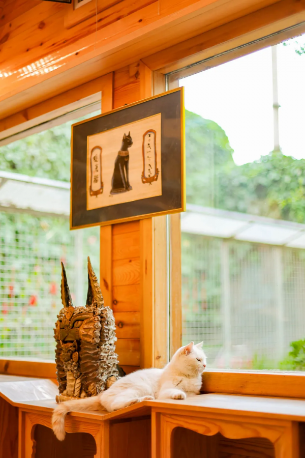 貓咪們如何才能有效防禿？