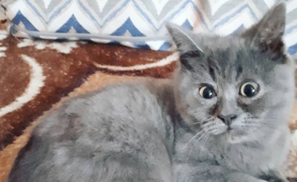 天生自帶表情包的貓貓 表情誇張每張都能成為迷惑圖