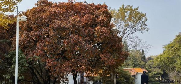 北方的秋天絢麗多彩