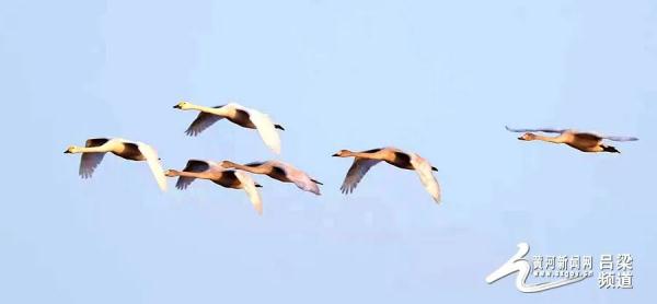 又到候鳥遷徙時