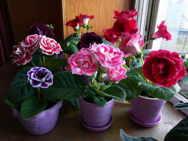 16種喜&OpenCurlyDoubleQuote;陰&rdquo;花，適合養在&OpenCurlyDoubleQuote;光照少&rdquo;的地方，光太強反而長不好