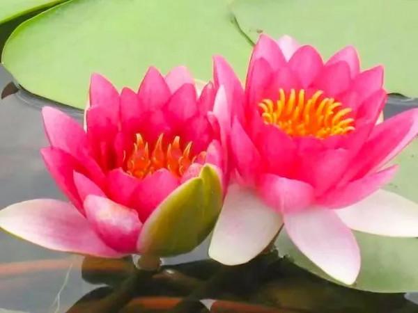 分享：花開並蹄，開得如此燦爛唯美，奇觀美景，令人陶醉