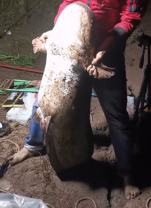 西江80斤鯰魚王被人釣起!幾乎與人等高,網友:應該放生 西江80斤鯰魚王被人釣起!幾乎與人等高,網友:應該放生