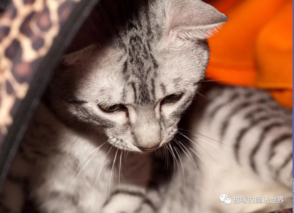 貓咪品種大盤點17：埃及貓