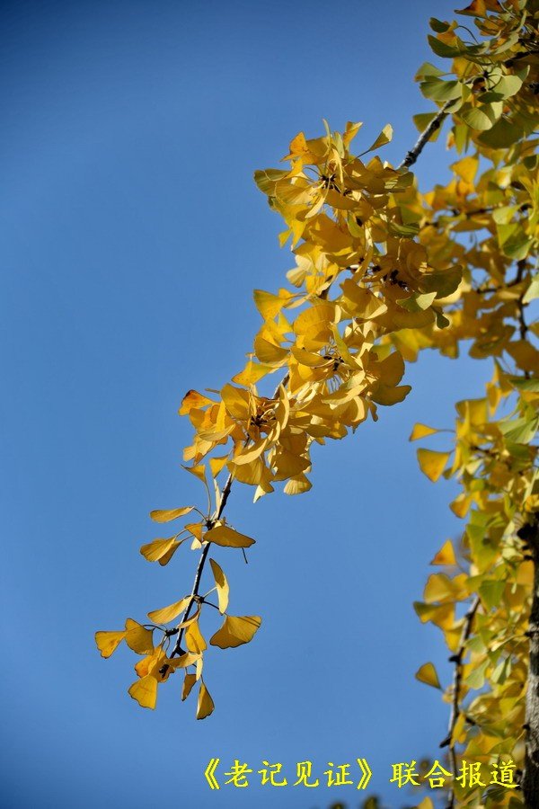 辛丑牛落葉寒歲催闌珊 送別深秋拍紅葉