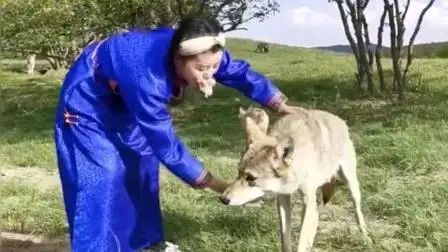 女知青把狼崽當狗養，半年後食量太大無奈放生，狼群報恩送她野兔