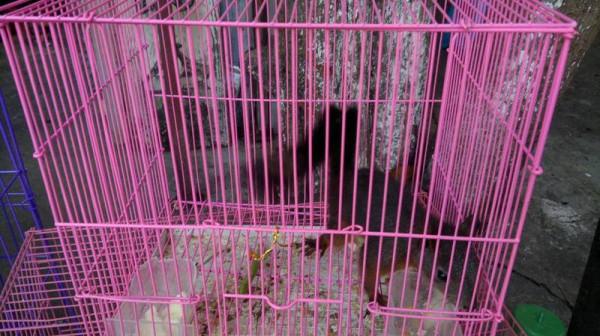 等待被交易的動物