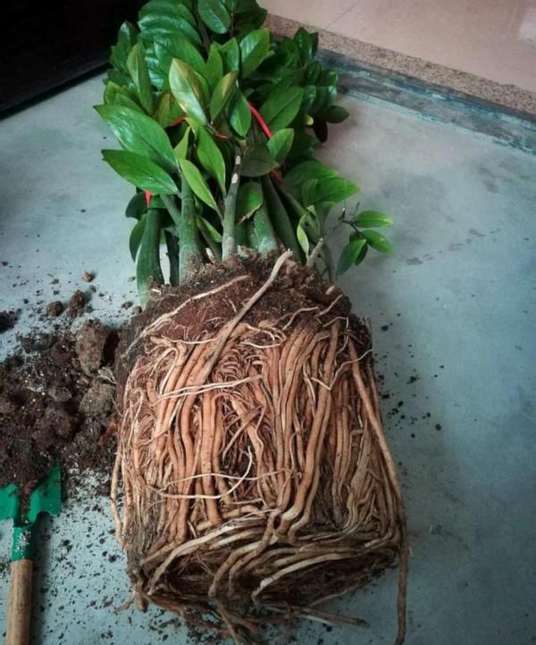 這5種花，“窮養”比“富養”更容易爆盆，別好心辦壞事