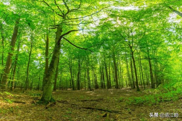 2022年林地徵用費多少錢一畝？視情況區別對待，一卡通直補到戶