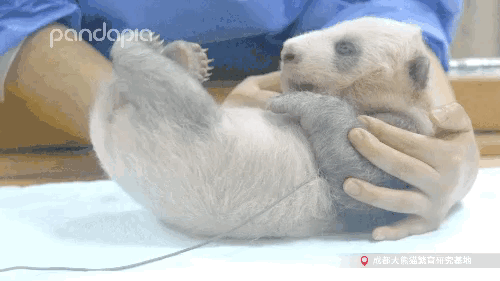 今天，來說說如何給大熊貓“充電”