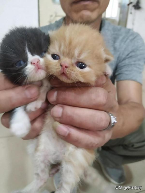 鄰居家加菲貓生了,但貓爸爸失蹤了 鄰居家加菲貓生了,但貓爸爸失蹤了