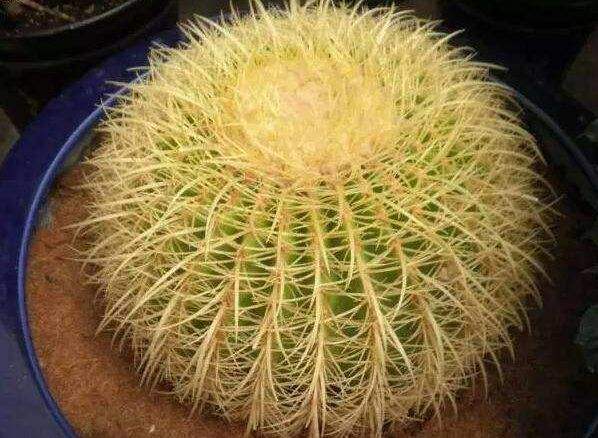 5種霸氣花，個個“醜八怪”卻吉利鎮宅，丟在角落不管，一樣爆棚