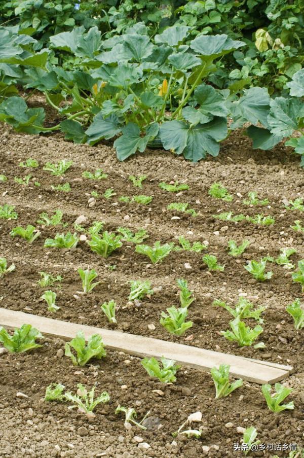 移栽蔬菜是晴天好還是雨天好?關係到長勢和產量,別再隨意了 移栽蔬菜是晴天好還是雨天好?關係到長勢和產量,別再隨意了