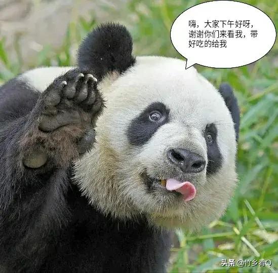 可愛又呆萌的國寶熊貓誰不喜歡