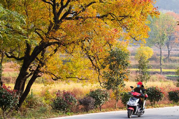 終於等來了!“紅軍村”裡烏桕紅,中國最美烏桕谷裡羅城又熱鬧了 終於等來了!“紅軍村”裡烏桕紅,中國最美烏桕谷裡羅城又熱鬧了