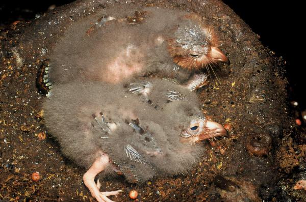 這種鳥被譽為行走的油包,儘管吃素但因為太胖,常被捉來熬油 這種鳥被譽為行走的油包,儘管吃素但因為太胖,常被捉來熬油