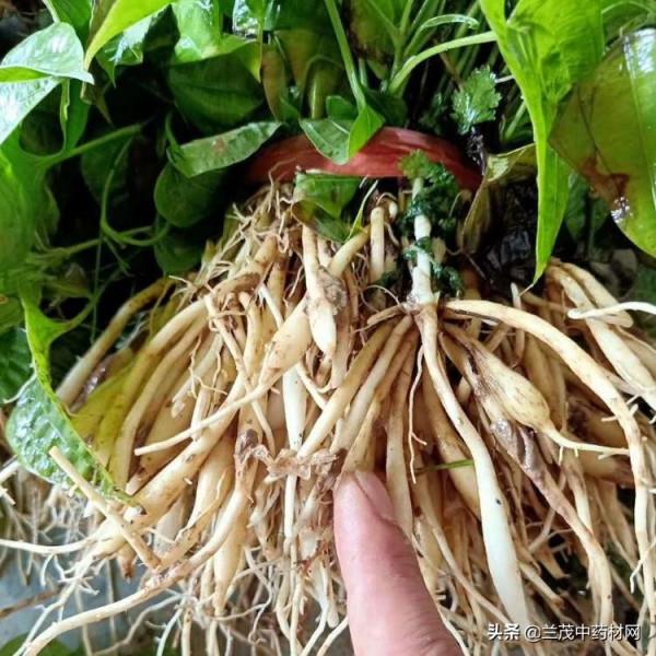 雲南昆明曲靖紅河熱門中藥材種苗價格行情快訊9月15蘭茂藥材網