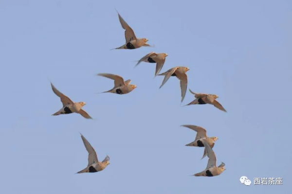 鳥事記之毛腿沙雞 鳥事記之毛腿沙雞