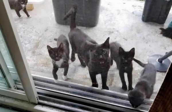 女子好心餵養流浪貓,隔斷時間後喵拖家帶口找上門:賴上我了嗎? 女子好心餵養流浪貓,隔斷時間後喵拖家帶口找上門:賴上我了嗎?