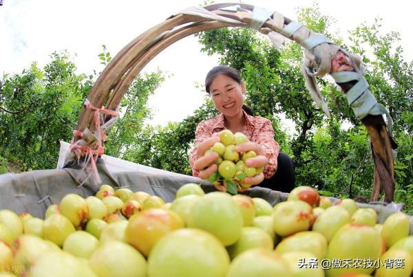 梨小食心蟲會造成爛果和枯梢，學會這些蟲害防治技巧很必要