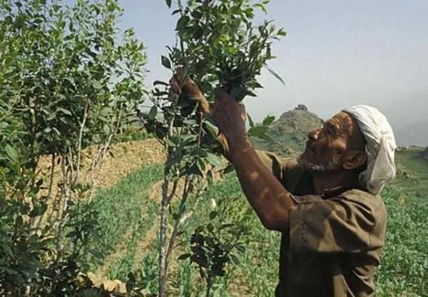 一個幾乎全民嚼食毒品的國家—葉門 一個幾乎全民嚼食毒品的國家—葉門