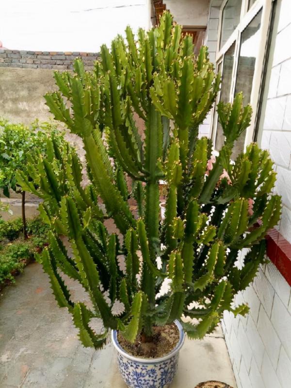 4種“大毒花”，家裡經常養，修剪要小心，別碰上