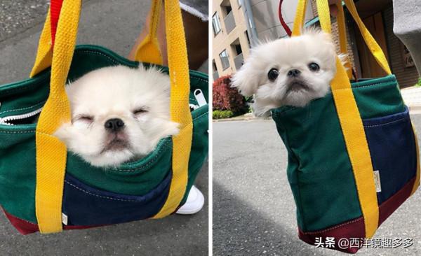 包包中的小可愛們!為了帶上狗狗,主人也是拼了 包包中的小可愛們!為了帶上狗狗,主人也是拼了