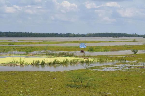 中國進口大米恐漲價,泰國水災稻米經濟損失54億 僅為以前8分之一 中國進口大米恐漲價,泰國水災稻米經濟損失54億 僅為以前8分之一