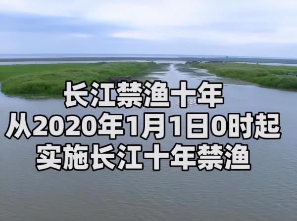 南京段大規模江豚出沒!一週約145頭次,長江10年禁捕效果好 南京段大規模江豚出沒!一週約145頭次,長江10年禁捕效果好