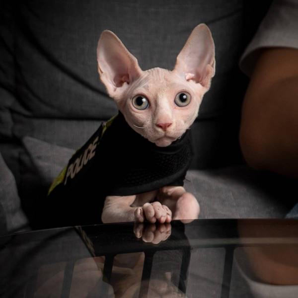 5種“昂貴”的貓，工薪族養不起，養得起的都是有錢人