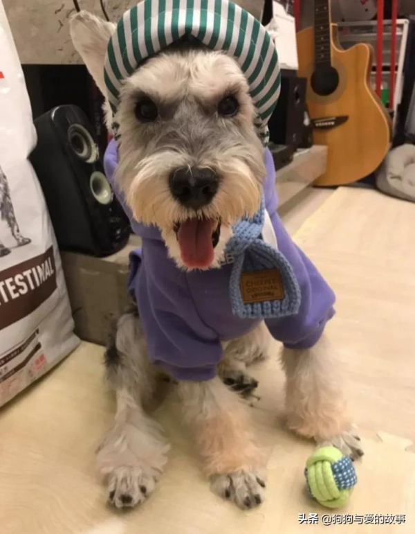 陪伴自己18年,主人將狗放在它最常躺的地方:它永遠會在我身邊 陪伴自己18年,主人將狗放在它最常躺的地方:它永遠會在我身邊