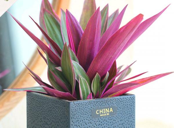 40款超治癒的家居綠植，20種大型的，20種小型的