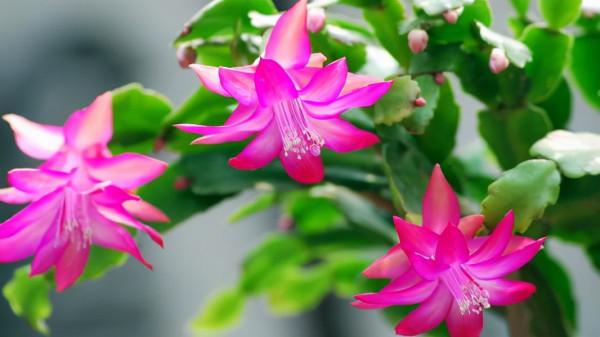 養蟹爪蘭,9月份這麼養,10月份就開花,漂亮的花朵爆滿盆 養蟹爪蘭,9月份這麼養,10月份就開花,漂亮的花朵爆滿盆