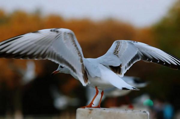 西北塞上江南——秋天