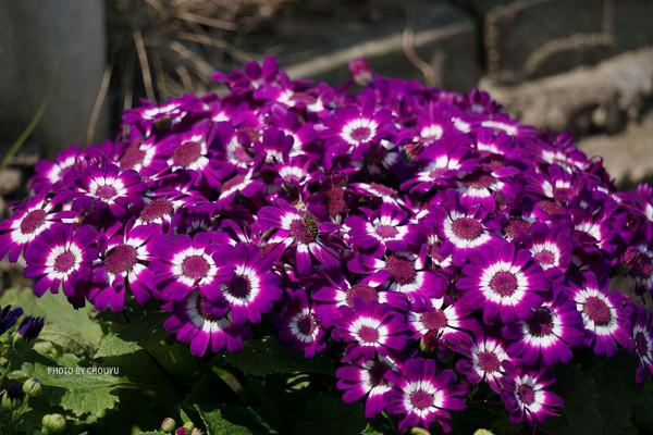 12月了，家裡養這些“年宵花”，株型美觀、花色豔麗，還十分喜慶