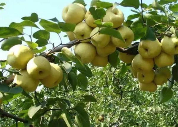 八月十五中秋，除了吃月餅，農村還有哪些時令水果上市？答案來了