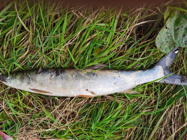 我本來想著搶在洪峰前釣釣魚，沒成想差點沒走出來……