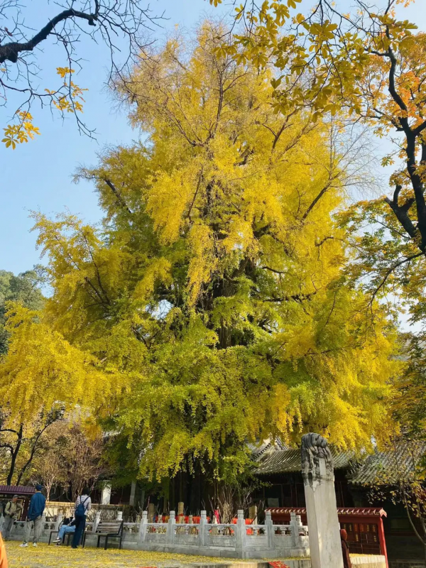 金燦燦銀杏香,尋秋潭柘寺! 金燦燦銀杏香,尋秋潭柘寺!